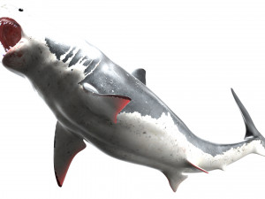 shark animated rigged model Model 3D