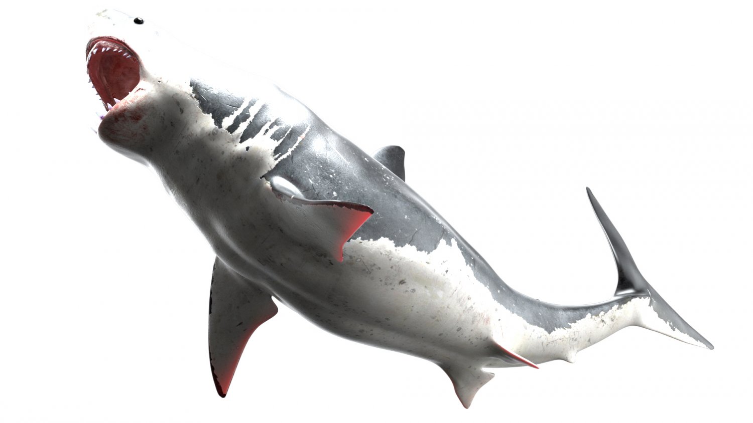 Great White Shark NO Rigged in Blender | 3D model