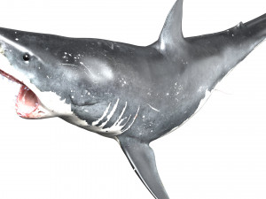 shark animated rigged model Model 3D