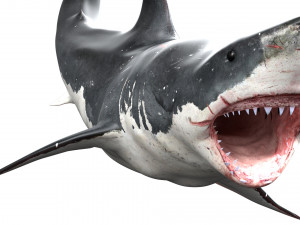 shark animated rigged model Model 3D
