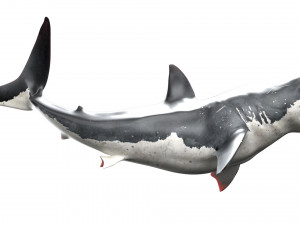 shark animated rigged model Model 3D