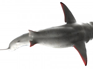 shark animated rigged model Model 3D
