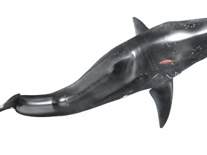shark animated rigged model Model 3D