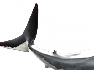 shark animated rigged model Model 3D