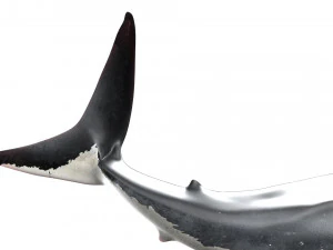 modelo manipulado animado de tubar&atilde;o Modelo 3D
