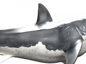 shark animated rigged model Model 3D