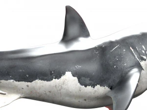 modelo manipulado animado de tubar&atilde;o Modelo 3D