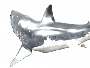 shark animated rigged model Model 3D