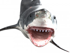 shark animated rigged model Model 3D