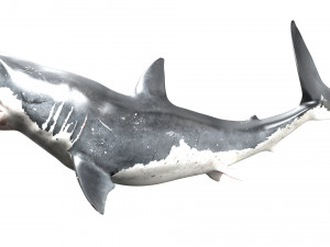 shark animated rigged model Model 3D