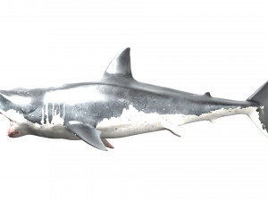 shark animated rigged model Model 3D