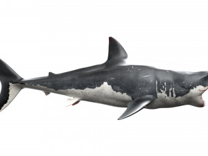 shark animated rigged model Model 3D