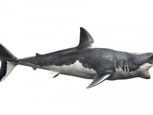 modelo manipulado animado de tubar&atilde;o Modelo 3D