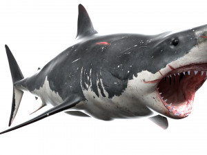 shark animated rigged model Model 3D