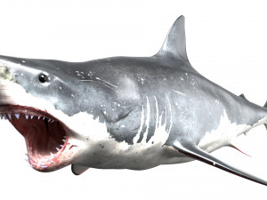 shark animated rigged model Model 3D