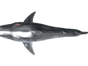 shark animated rigged model Model 3D