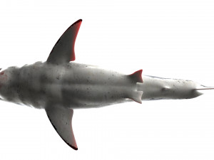 shark animated rigged model Model 3D