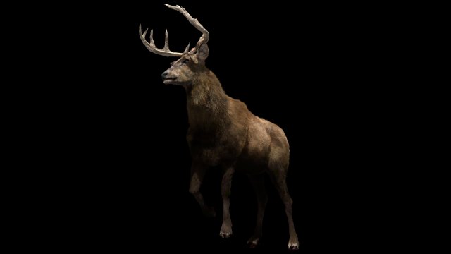 deer fur rigged animated Modèle 3D .c4d .max .obj .3ds .fbx .stl .blend 