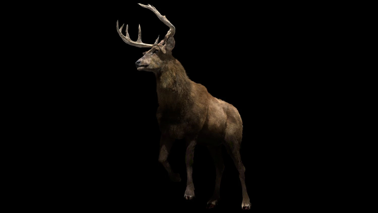deer fur rigged animated 3D Model .c4d .max .obj .3ds .fbx .stl .blend 