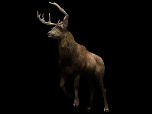 deer fur rigged animated 3D Model