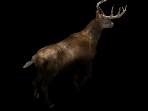 deer fur rigged animated 3D Model