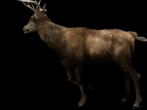 deer fur rigged animated 3D Model