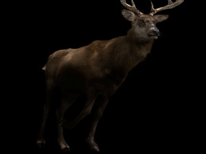 deer fur rigged animated Modèle 3D