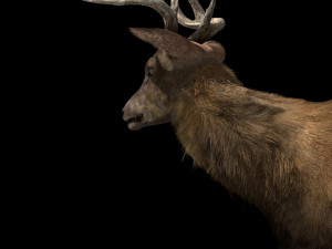 deer fur rigged animated Modèle 3D