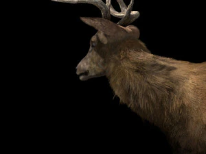 deer fur rigged animated 3D Model