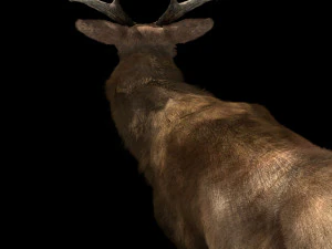 deer fur rigged animated 3D Model