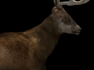 deer fur rigged animated 3D Model