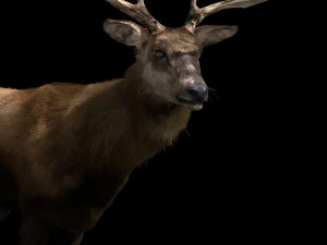 deer fur rigged animated 3D Model