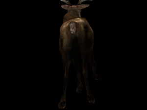deer fur rigged animated Modèle 3D