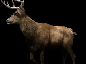 deer fur rigged animated 3D Model