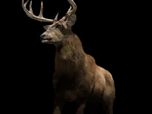 deer fur rigged animated 3D Model