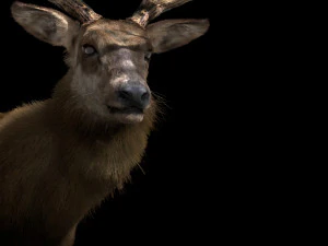 deer fur rigged animated 3D Model