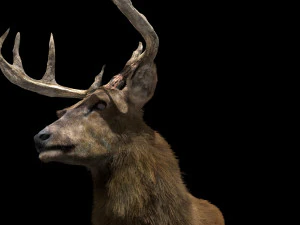 deer fur rigged animated 3D Model