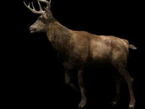 deer fur rigged animated 3D Model