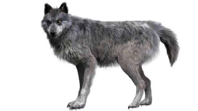 wolfanimatedrigged 3D Model .c4d .max .obj .3ds .fbx .stl .blend 