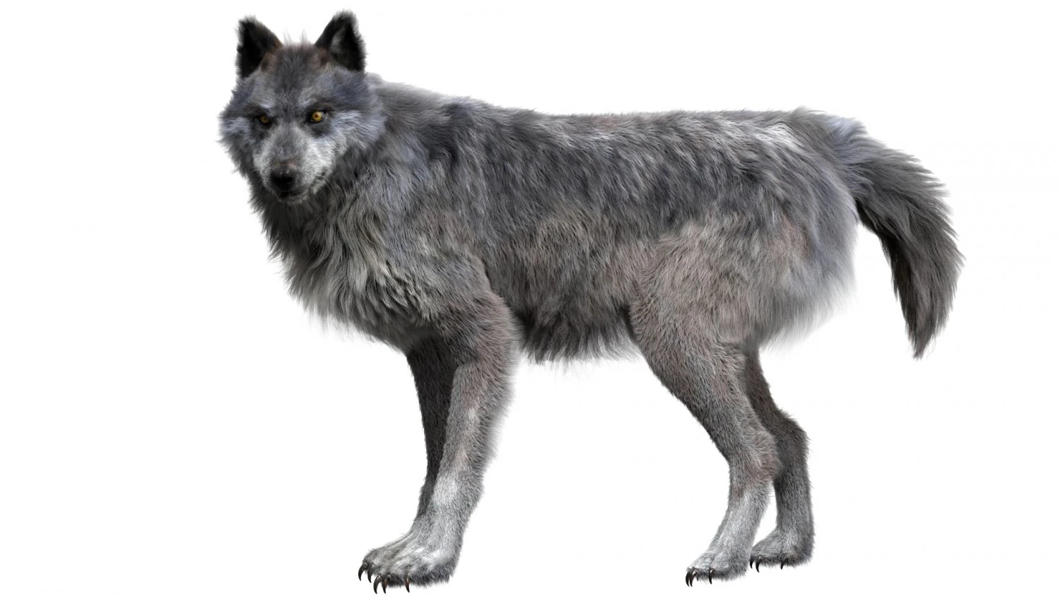 wolfanimatedrigged 3D Model .c4d .max .obj .3ds .fbx .stl .blend 
