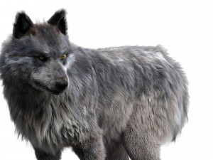 wolfanimatedrigged 3D Model