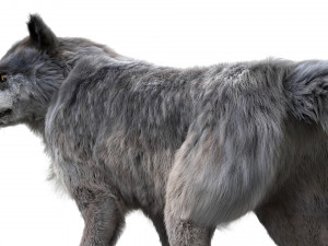 wolfanimatedrigged 3D Model