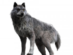 wolfanimatedrigged 3D Model