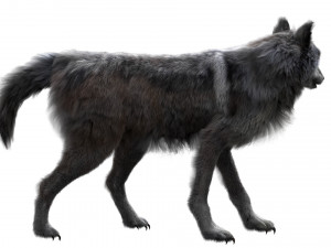wolfanimatedrigged 3D Model