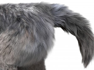 wolfanimatedrigged 3D Model