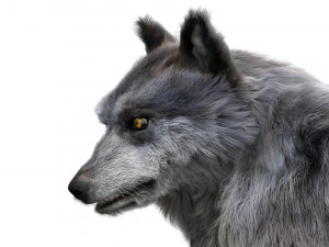 wolfanimatedrigged 3D Model