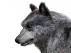 wolfanimatedrigged 3D Model