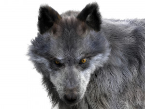 wolfanimatedrigged 3D Model