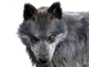 wolfanimatedrigged 3D Model