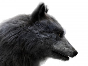 wolfanimatedrigged 3D Model